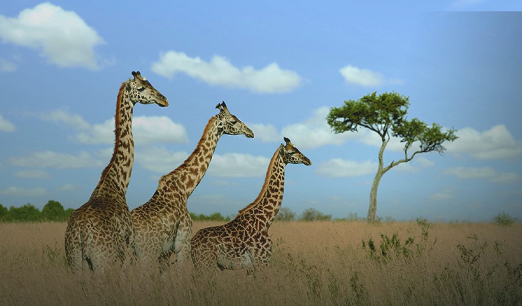 Azamara Pursuit South Africa Giraffes